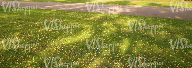 park ground covered with autumn leaves