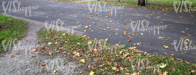 autmun ground with leaves