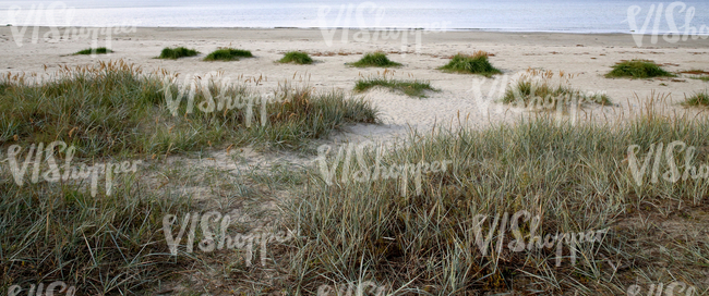 sandy seaside ground with bulrushes