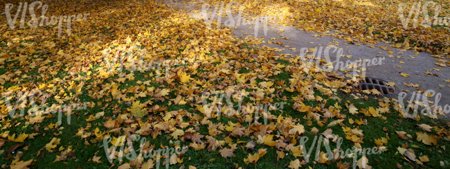 park ground with a walkway and autumn leaves