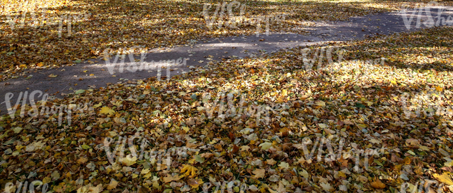 park walkway with autumn leaves