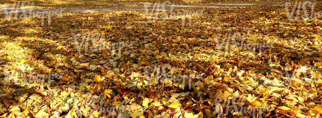 autumn ground covered with leaves