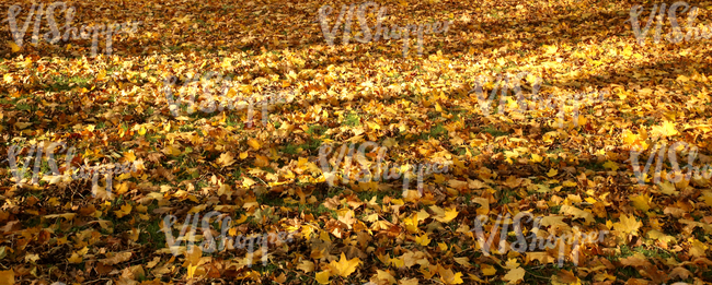 ground covered with autumn leaves