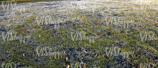 lawn with autumn leaves and frost