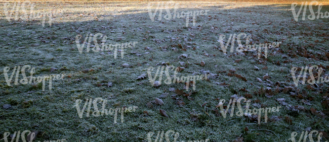 field of grass with autumn leaves and frost