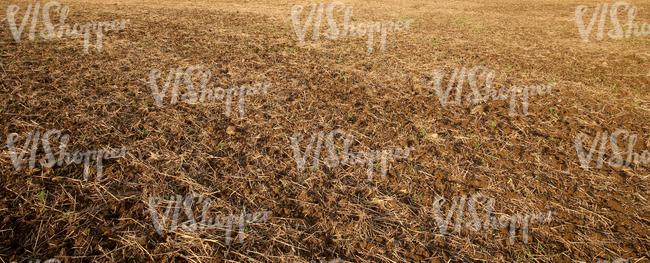 dry field in autumn