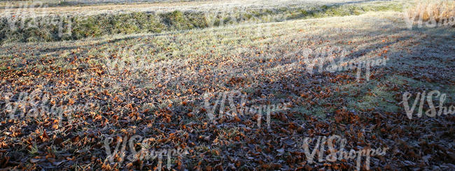 lawn with frost