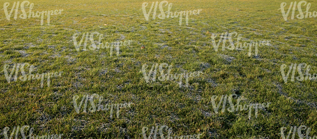 field of grass in autumn with a little bit of frost