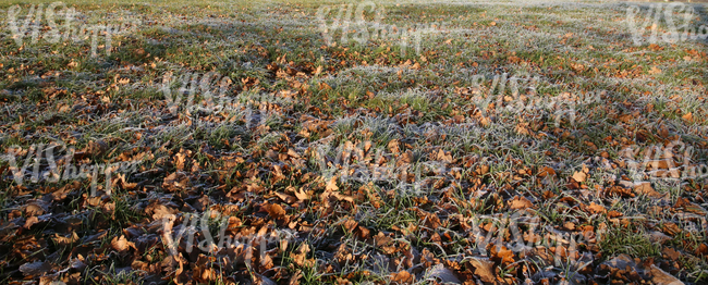 field of grass with autumn leaves and frost