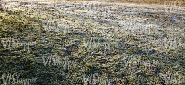 field of grass with autumn leaves and frost