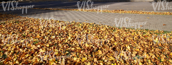 park ground with a walkway and autumn leaves