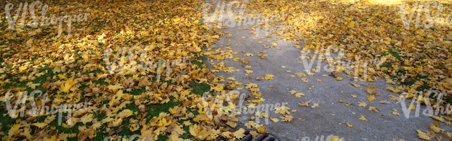 park ground with a walkway and autumn leaves