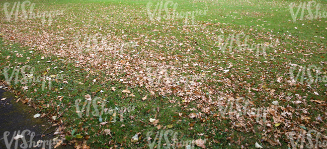 park ground with autumn leaves