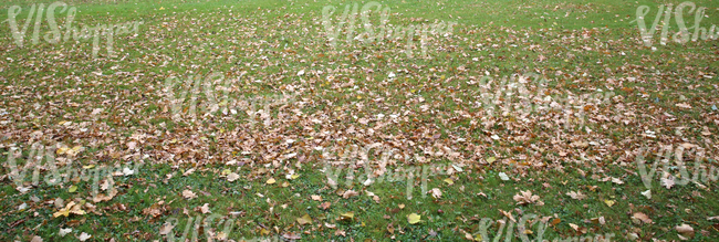park ground with autumn leaves