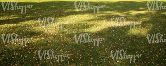 park ground with autumn leaves