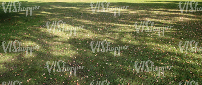 park ground with autumn leaves