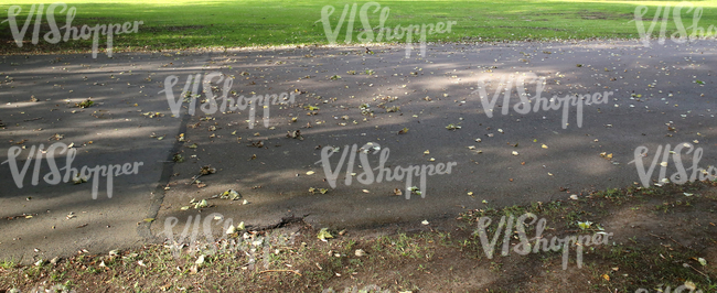 park walkway with leaves