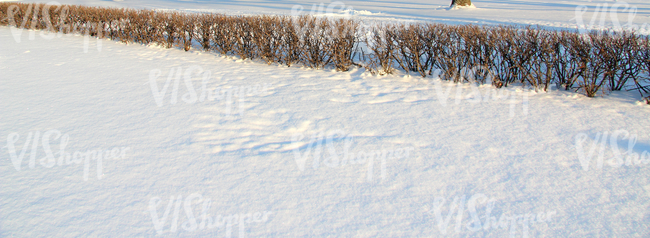 snow-covered ground with a bare hedge