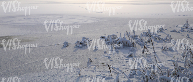 Frozen lake with snow-covered bulrushes