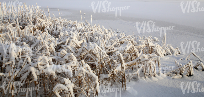 Frozen lake with snow-covered sedges