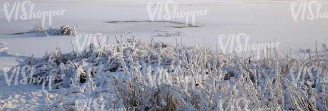 Frozen lake with snow-covered sedges