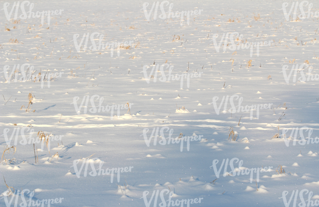 field of snow