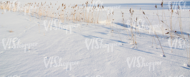 snow-covered ground with reeds