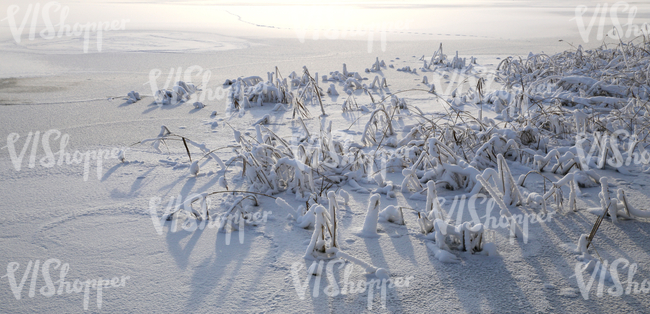 Frozen lake with snow-covered sedges