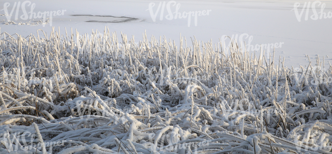 Frozen lake with snow-covered sedges