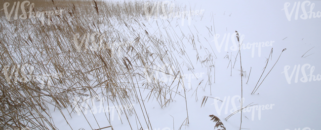 snow-covered ground with sedges