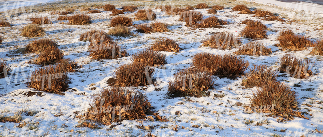 snow-covered ground with bare bushes 