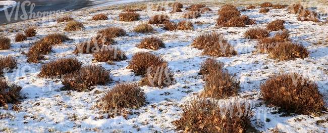 snow-covered ground with bare bushes