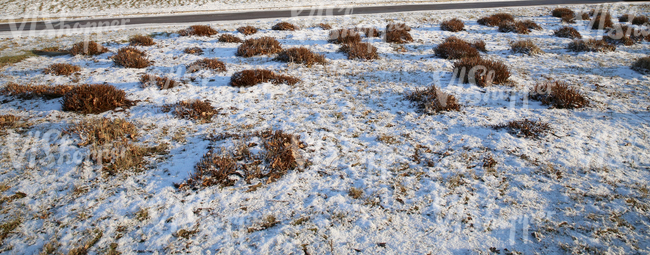 snow-covered ground with bare bushes