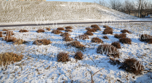 snow-covered ground with bare bushes