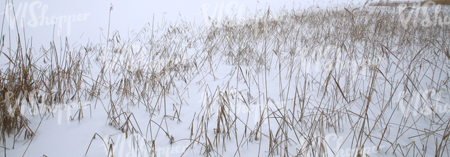 snow-covered ground with sedges