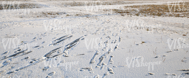snow-covered ground with some grass ice and footprints