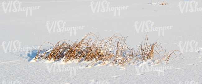 snow-covered ground with reeds