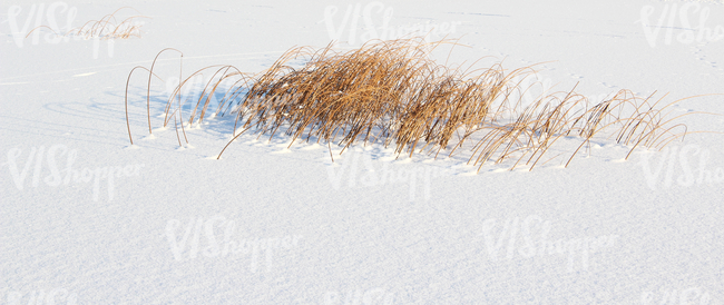 snow-covered ground with reeds