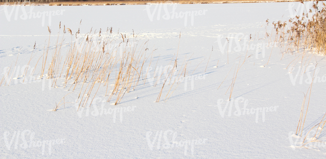 snow-covered ground with reeds