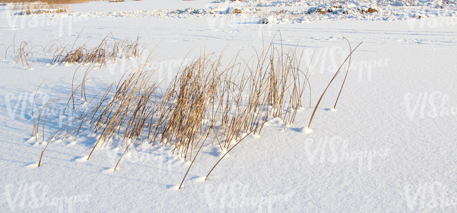 snow-covered ground with reeds