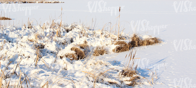 snow-covered ground with bulrushes