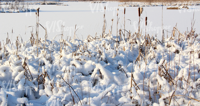 snow-covered ground with bulrushes