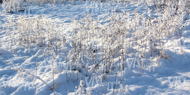 snow-covered ground with reeds