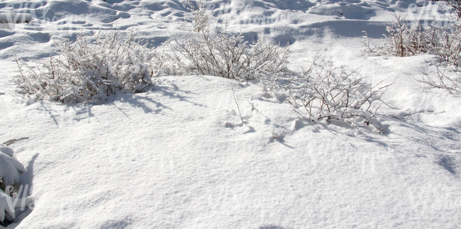 snow-covered ground with bushes