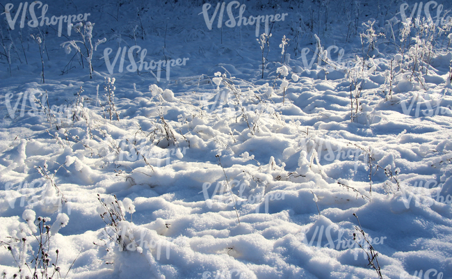 bumpy snow-covered ground with plants