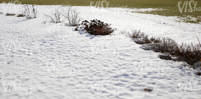 snow-covered ground with some plants