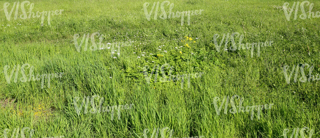 dry grass ground 