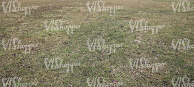 dry grass ground 