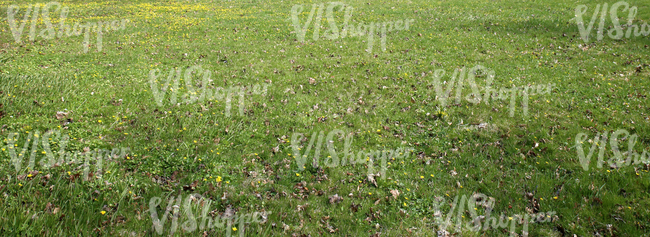 grass field with spring flowers and dry leaves