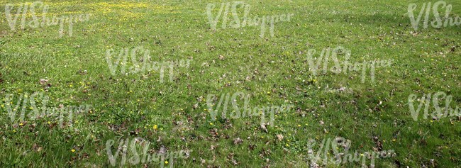 grass field with spring flowers and dry leaves